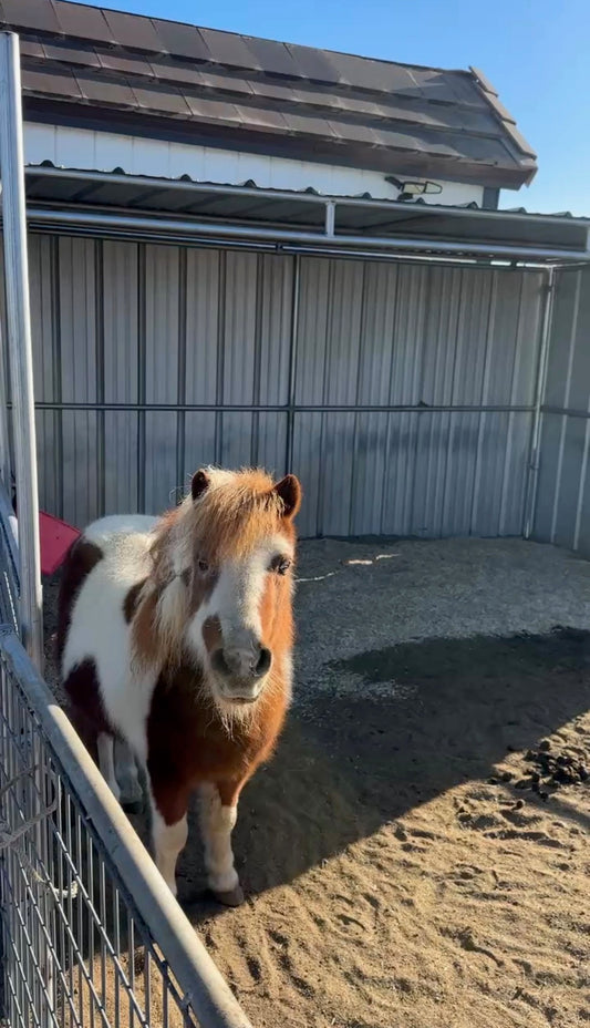 Small Livestock Three Sided Shelters