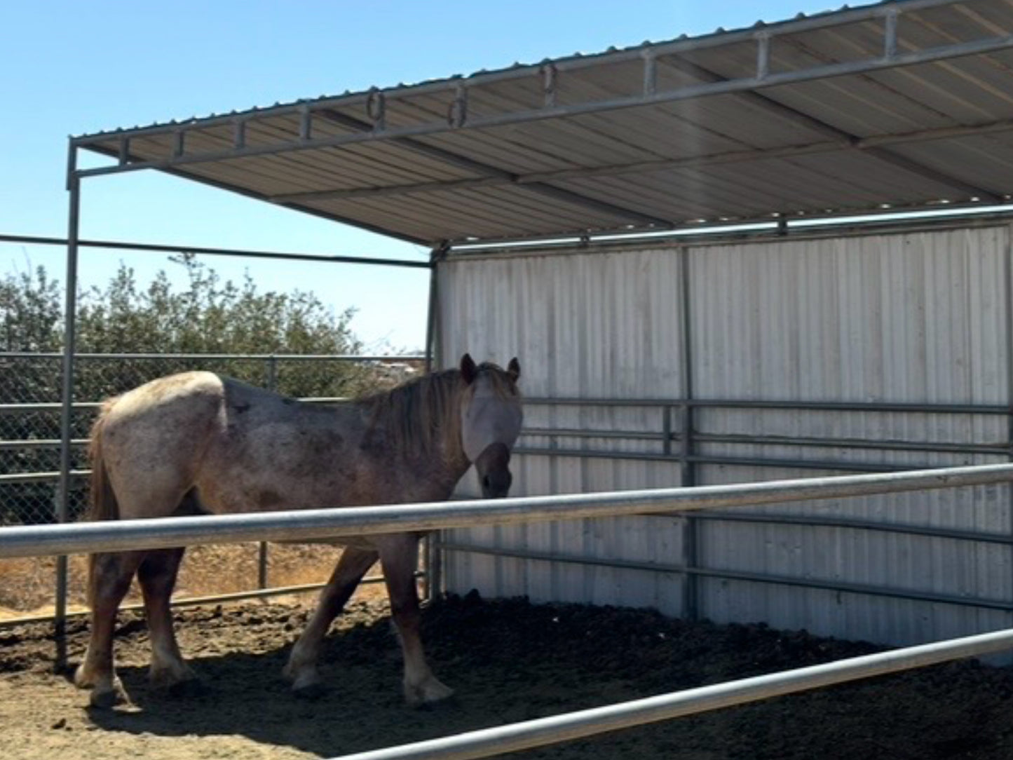 Three Sided Standard 8’ Horse & Livestock Shelters